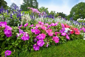 Garden with Flowers