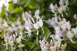 Honeysuckle Flowering Vines