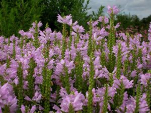 Physostegia