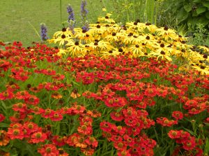 Helenium