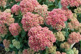 Stonecrop Fall Garden Plant