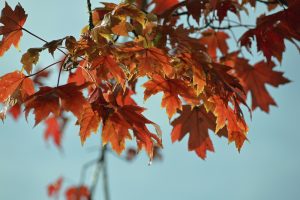 Fall Leaves