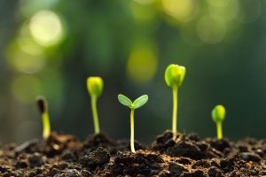 Seeds or Seedlings