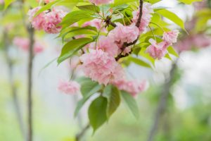 Spring Yard Preparations