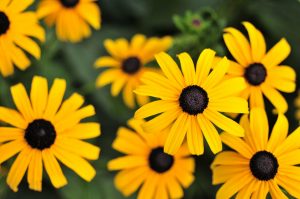 Native Plants for a Mid-Atlantic Landscape