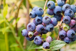 Edible Garden