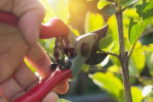 Pruning