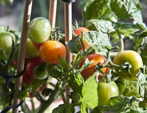 The How-to on Growing Tomatoes in Containers