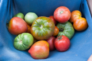 Summer Harvests