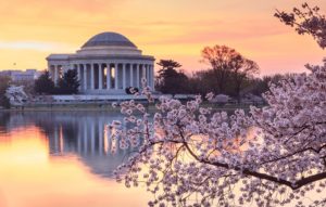 History of the Cherry Blossom Festival