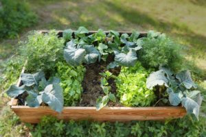 Beginner-Friendly Vegetable Garden