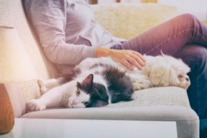 Pet-Proofing Your Home Without Sacrificing Style