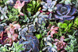 Columbia Builders Succulent Plants