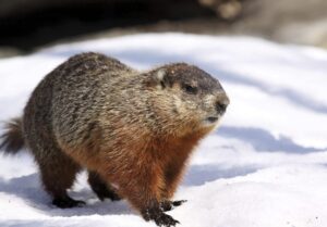 Columbia Builders Winterize Yard Wildlife