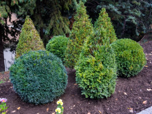 Columbia Builders Native Shrubs Maryland Garden