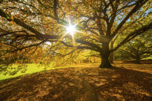 Columbia Builders Native Trees Maryland