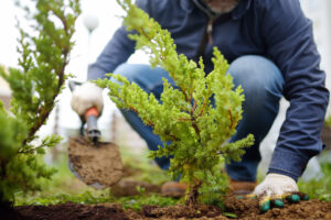 Columbia Builders Gardening Beginners