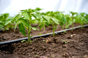 Columbia Builders Garden Irrigation System